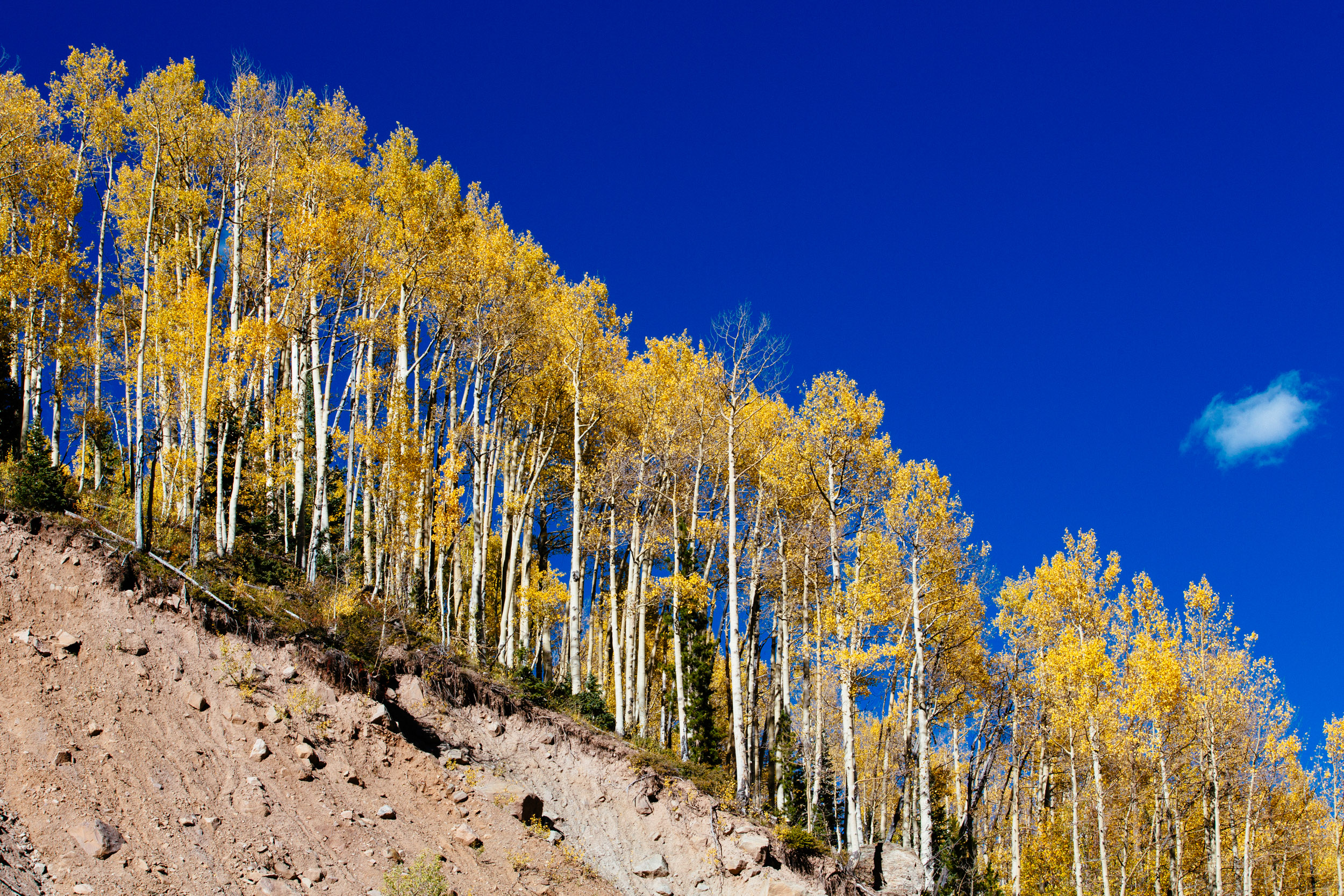 The steady march of the fall aspens in Colorado