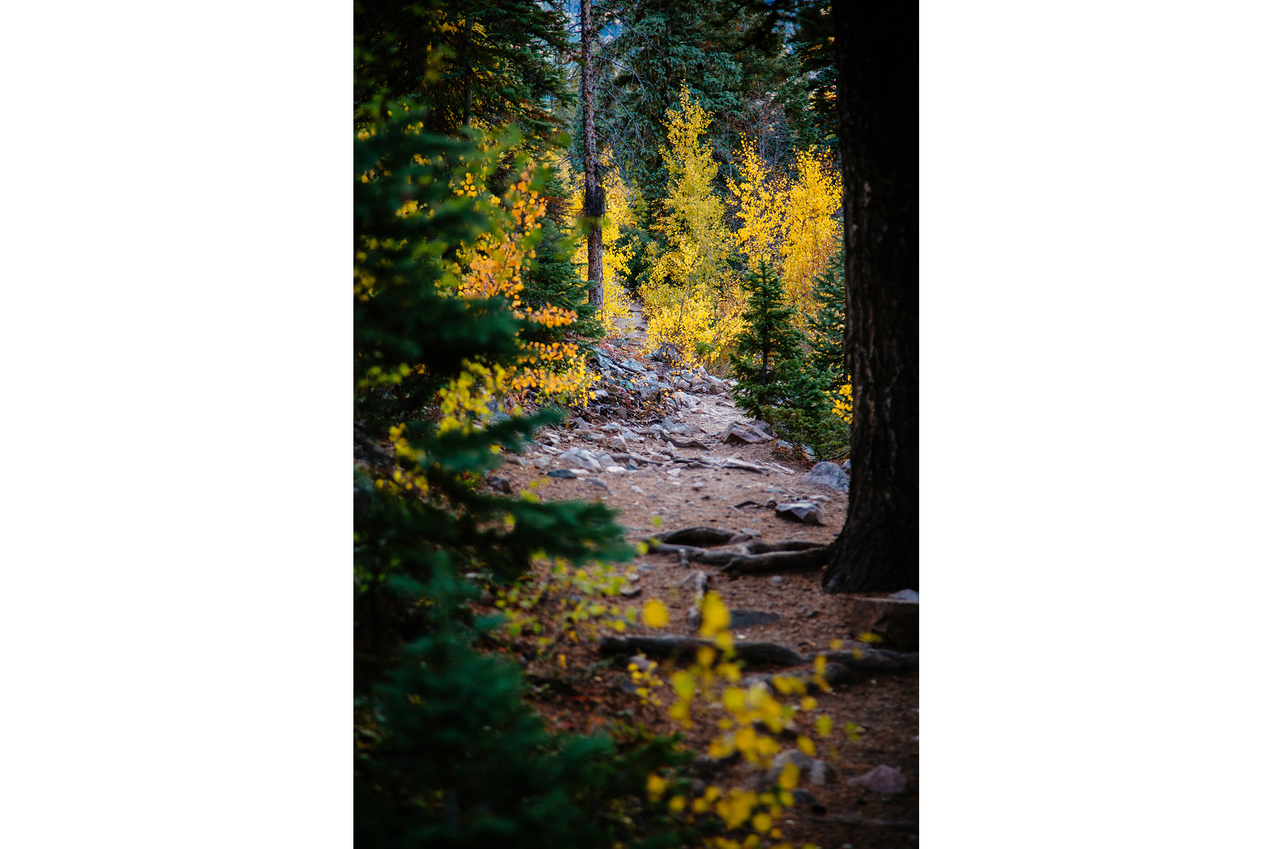 A path leads the way through fall foliage in Colorado's San Juan mountains