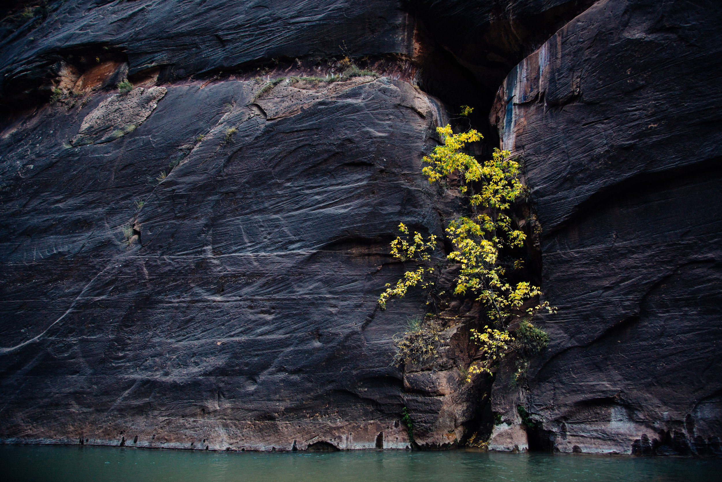 Fall colors jut out to put on a display in the Narrows in Zion Canyon