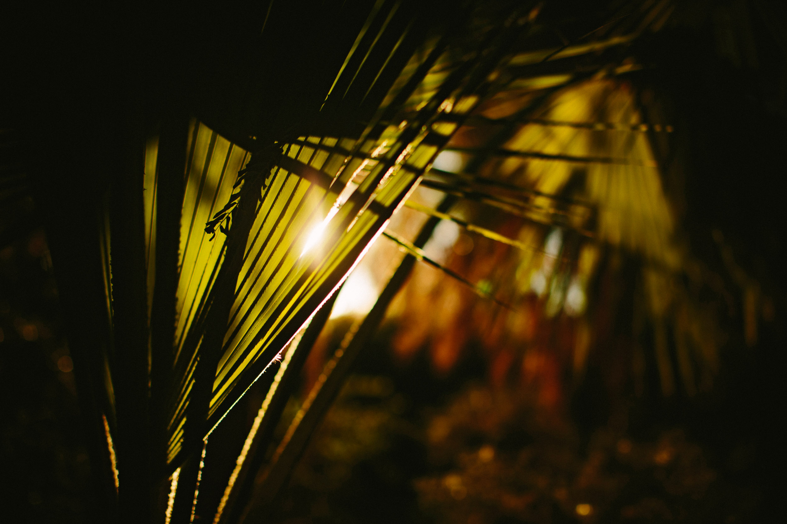 Glints of sunlight peek through palm blades in Palm Springs