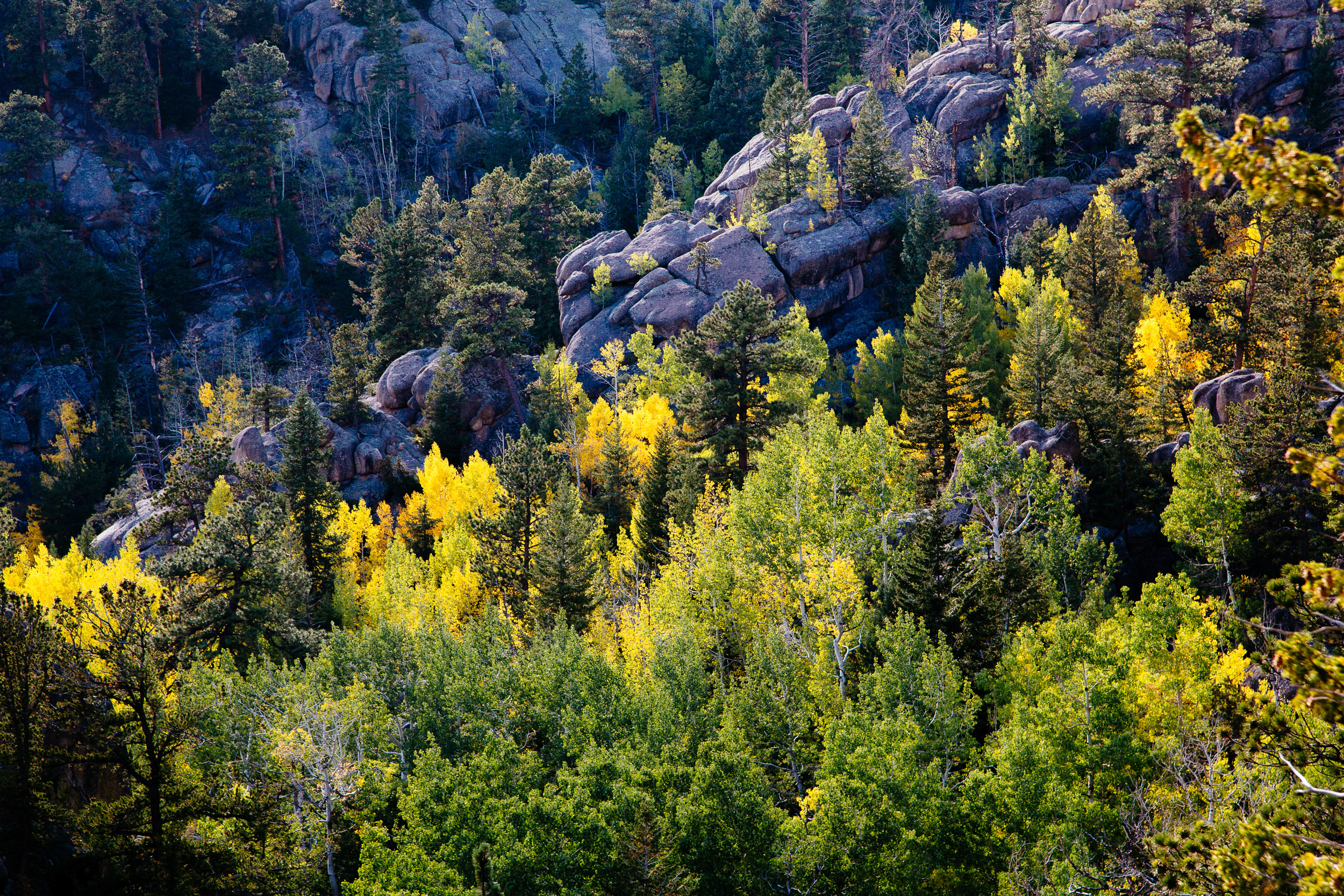 Fall aspens accentuate the landscape amid evergreens and boulders