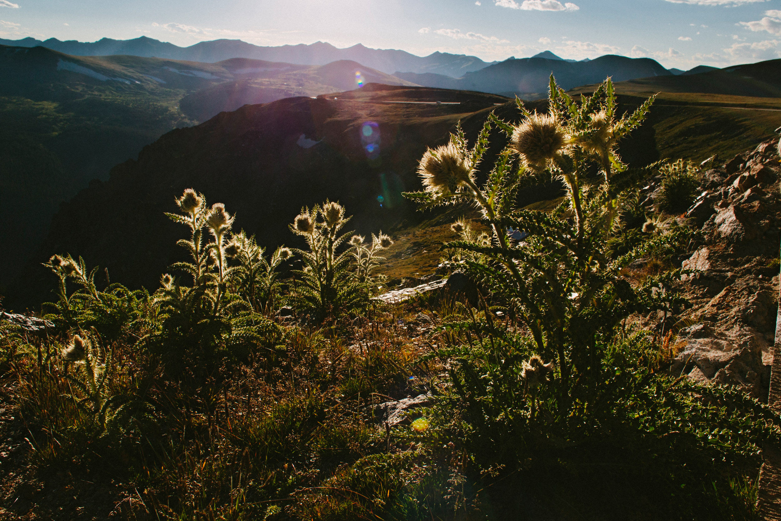 Thistles thrive high above treeline in the rocky mountains