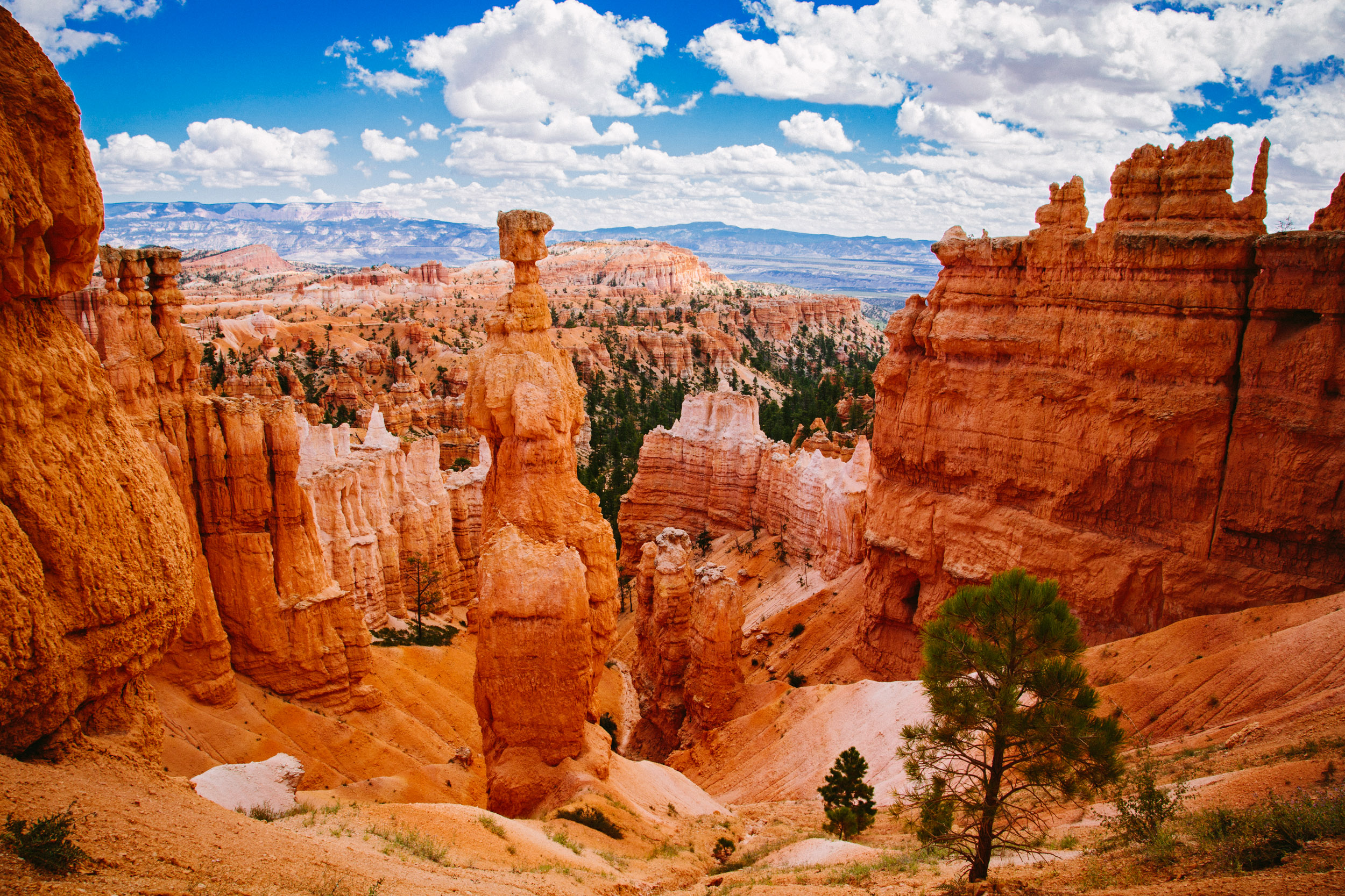 Bryce Canyon's bright red hoodoos rise high above the floor