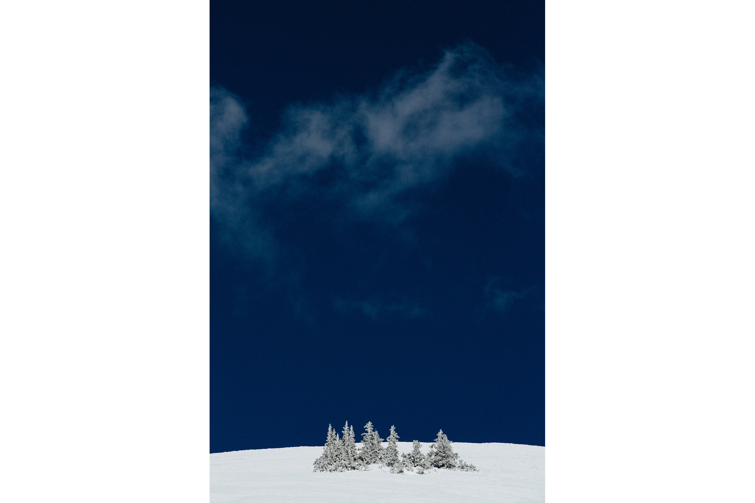 A lone crop of trees group themselves against the heavy snow atop Monarch Pass