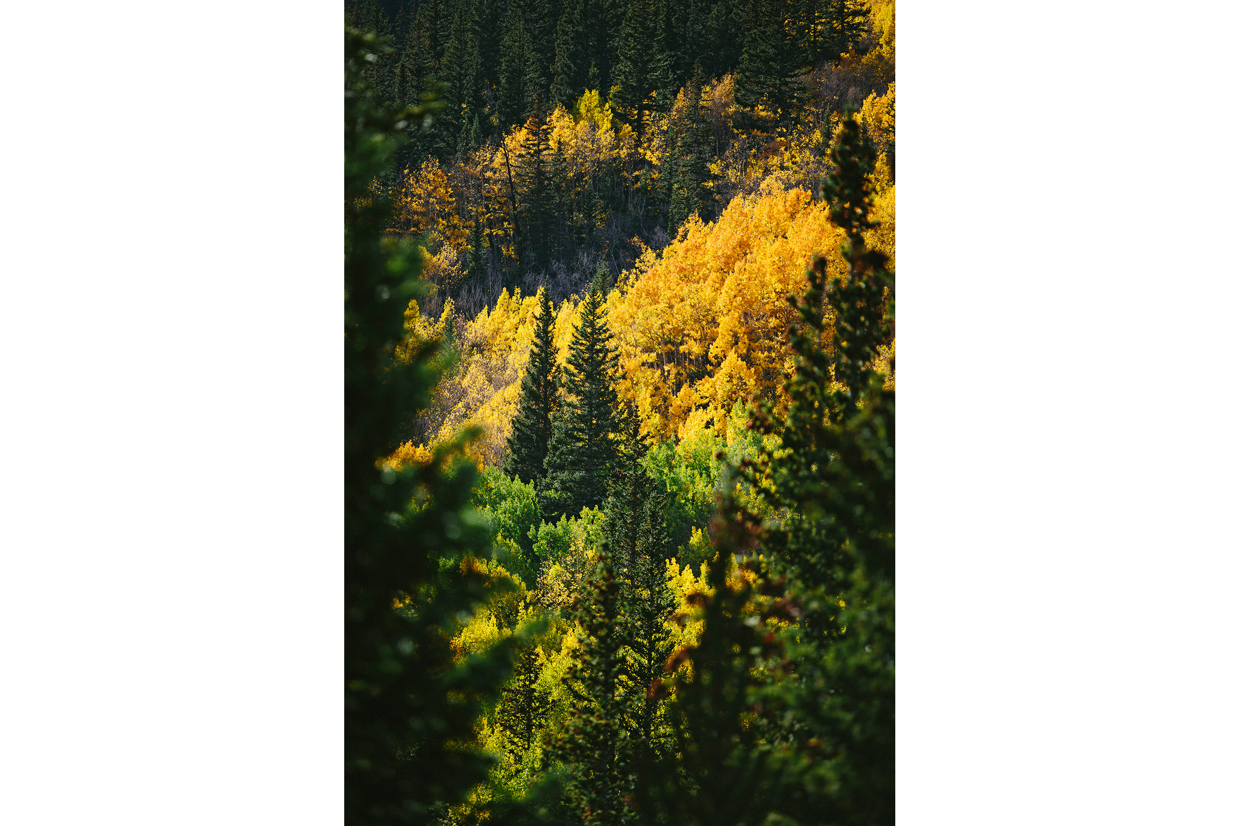 Colorado aspens paint the hillside with their brilliant yellows
