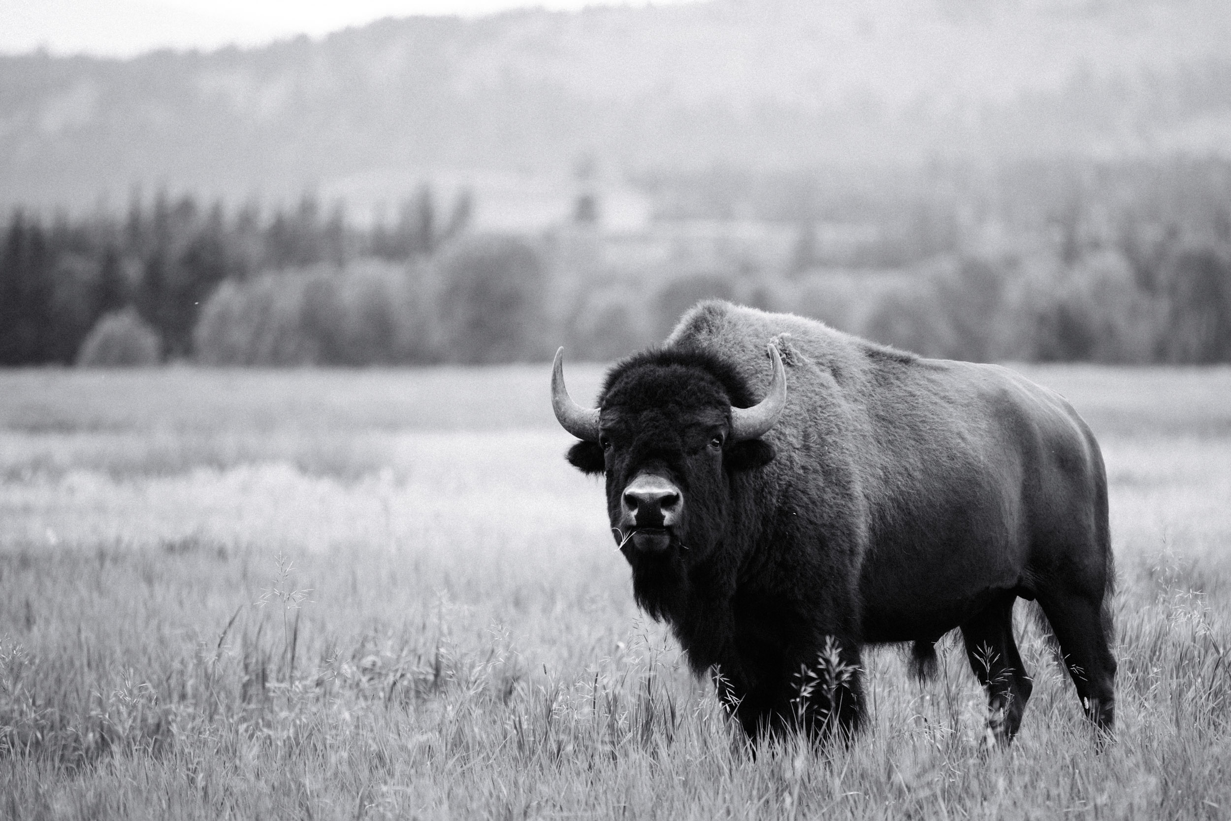 This bison is interested in just finishing his meal in peace, thank you