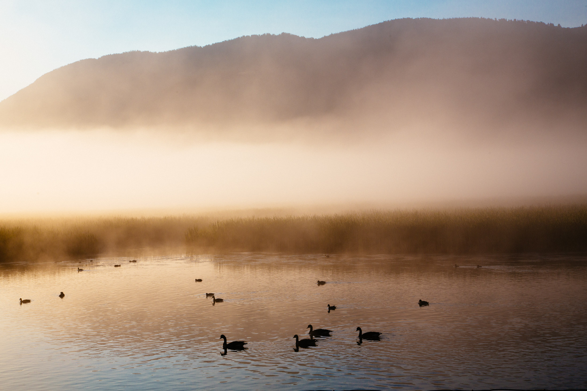 Geese float along as early morning fog lifts just north of Jackson Hole