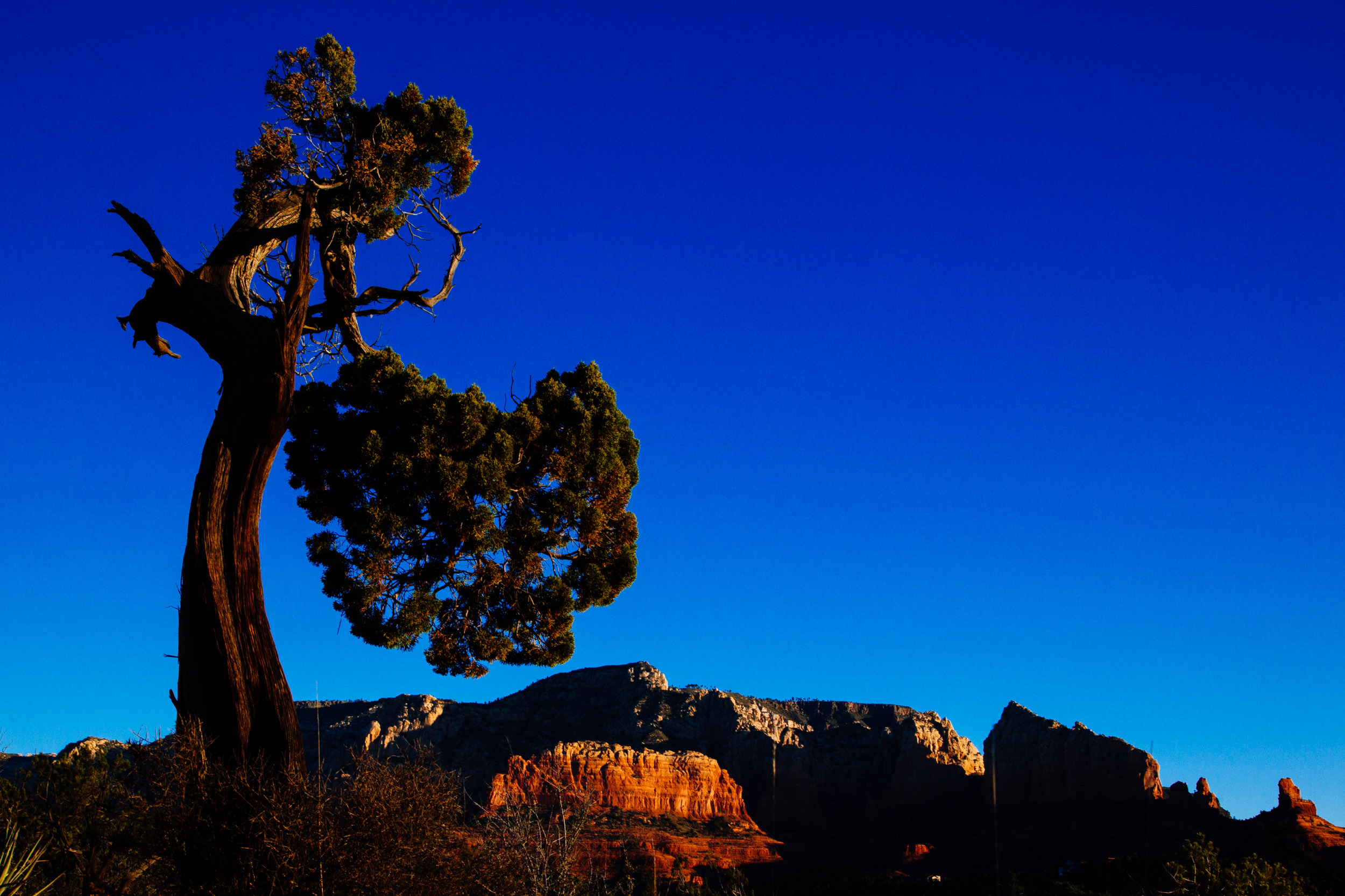 Sedona sunrise with pinion pine