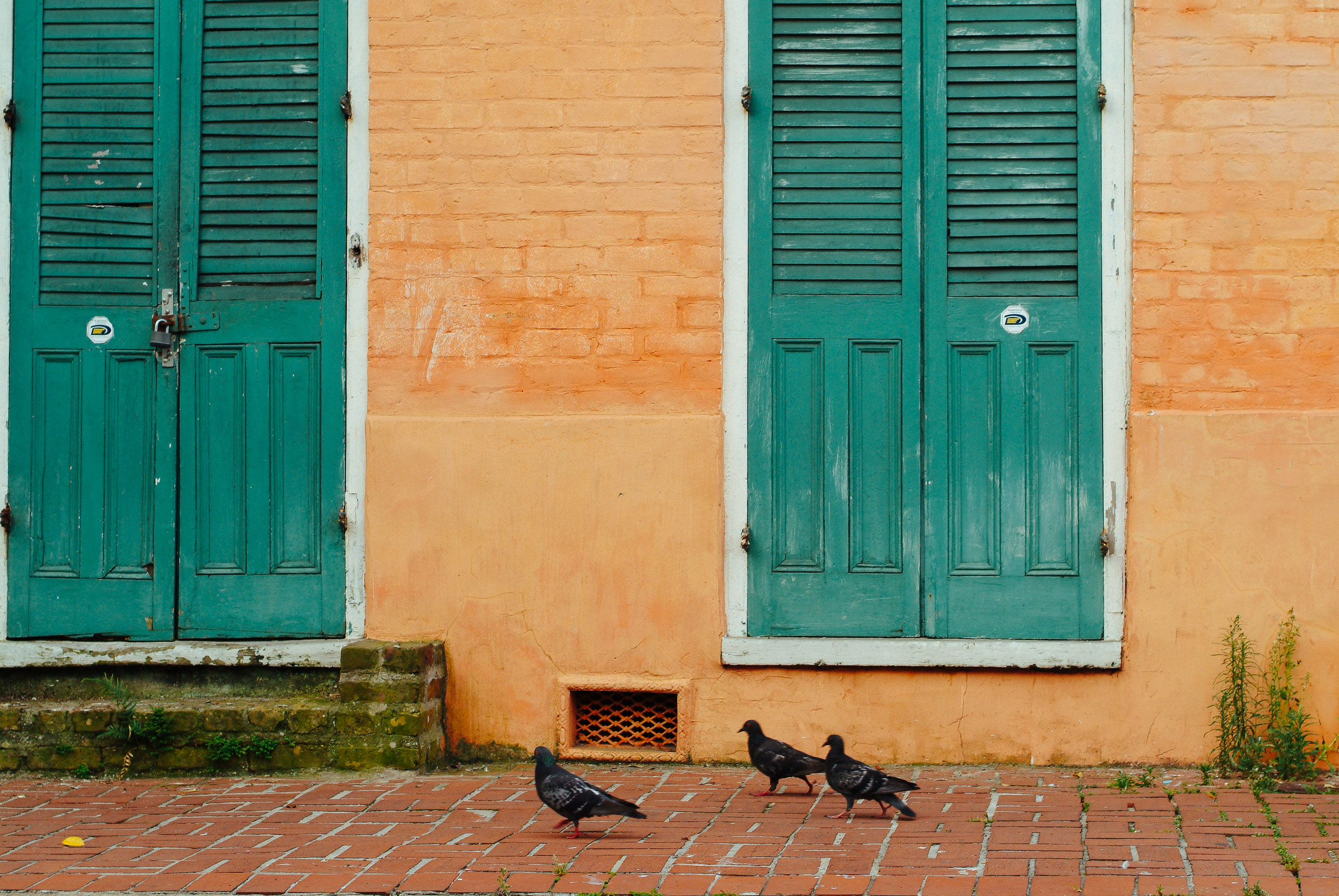 Pigeons survey their domain in the French Quarter