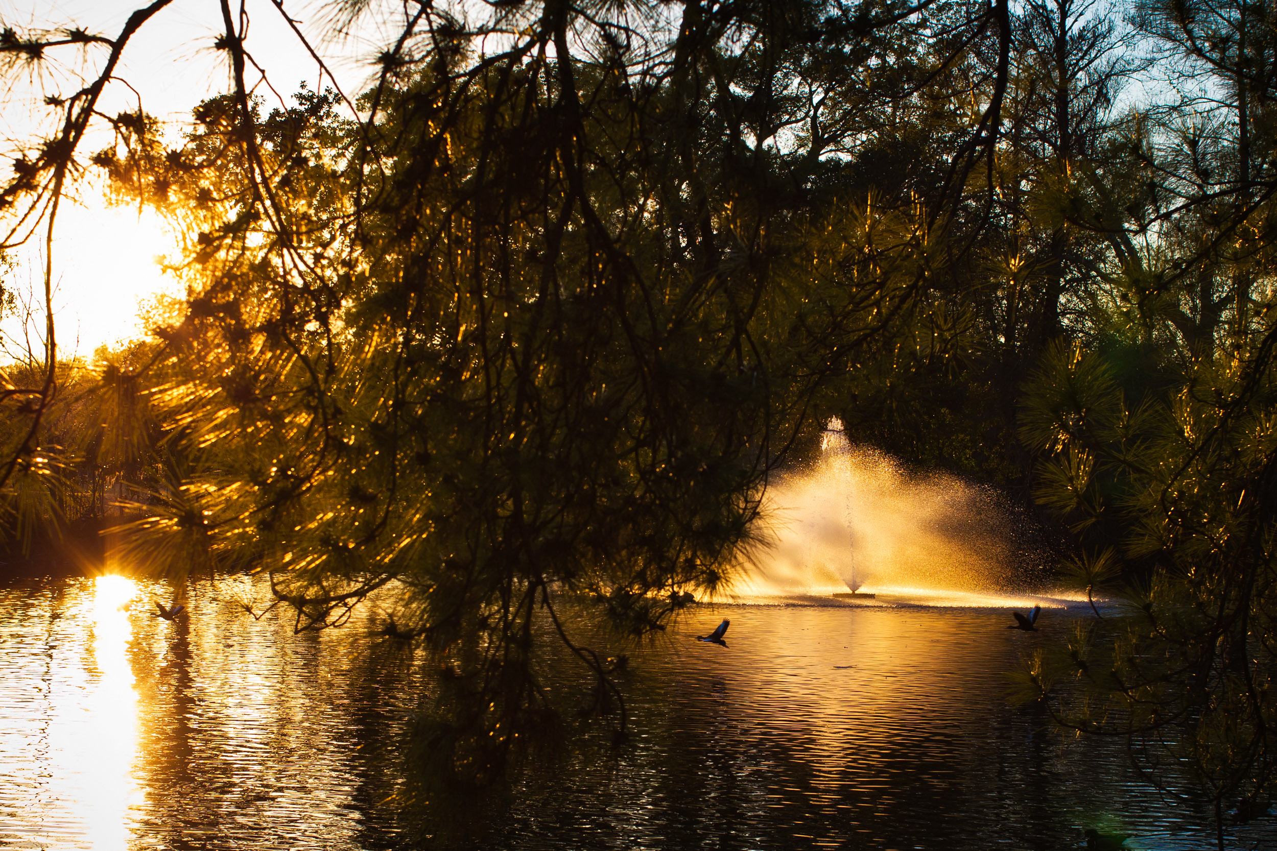 Ducks glide across an Audubon Park pond