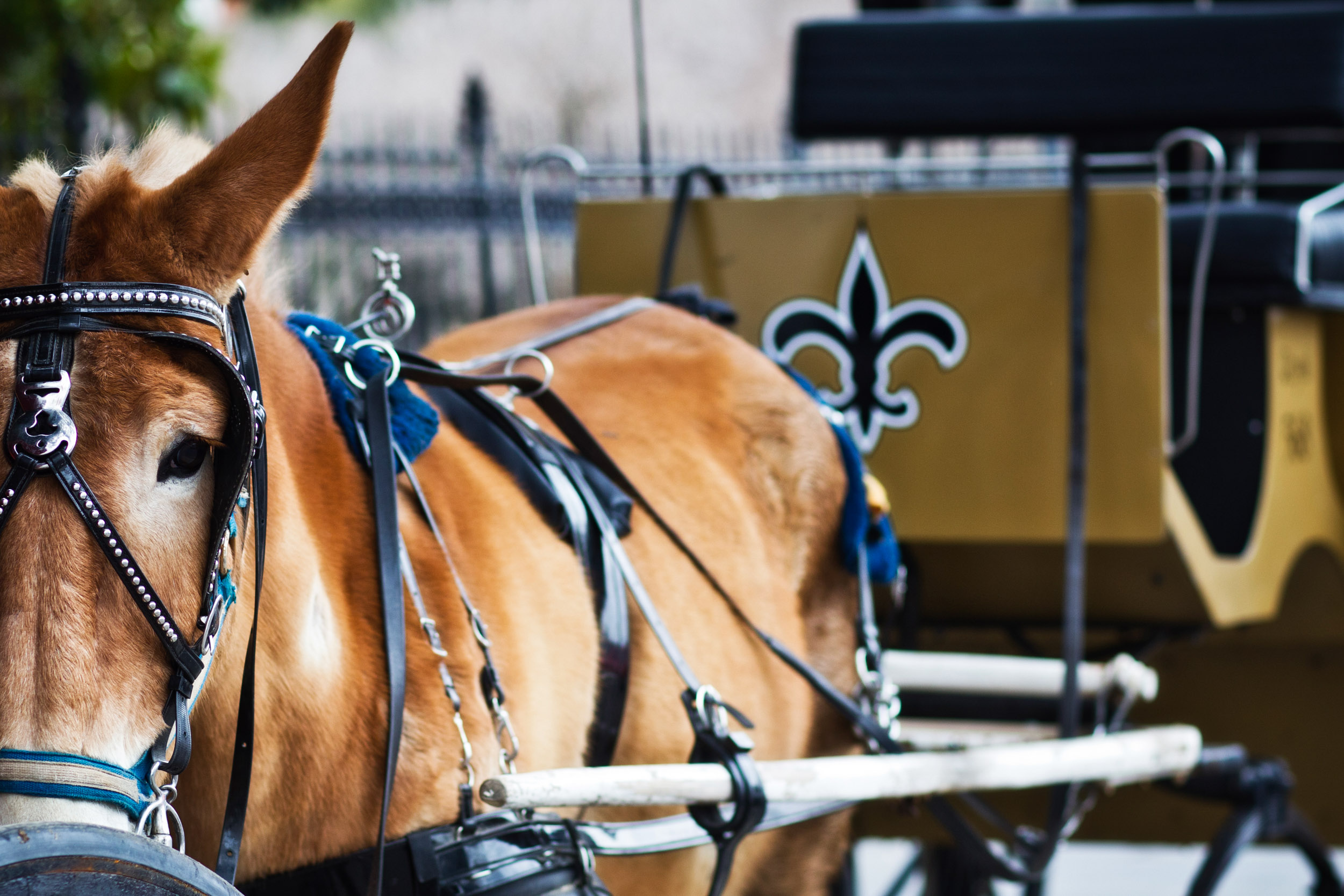 A mule waits patiently for its next Jackson Square stroll