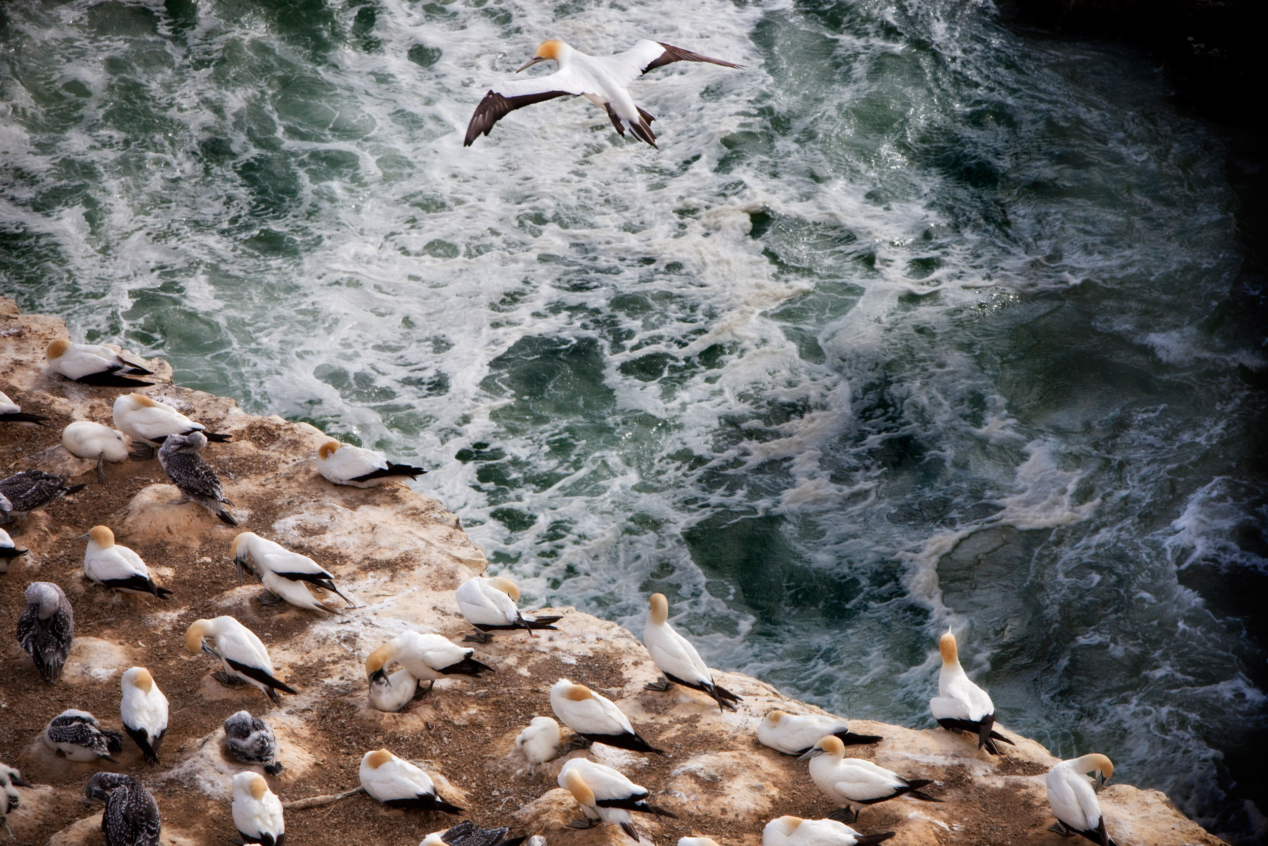 Sea birds jostle for position to sleep on a tall rock while waves crash below