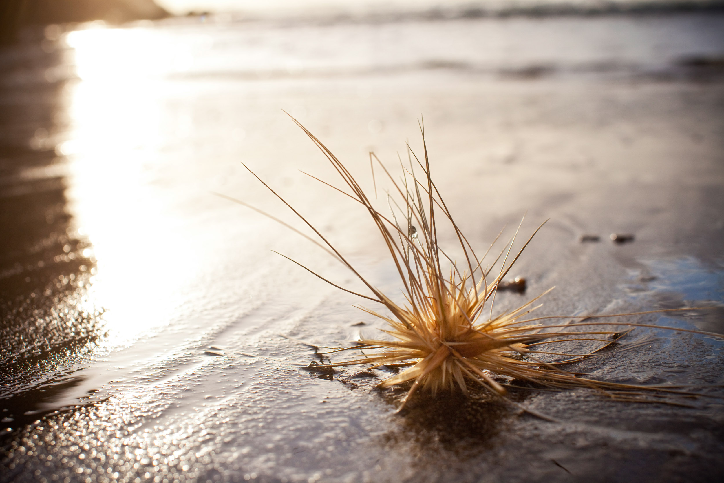 A lone beach grass waits for the next wave