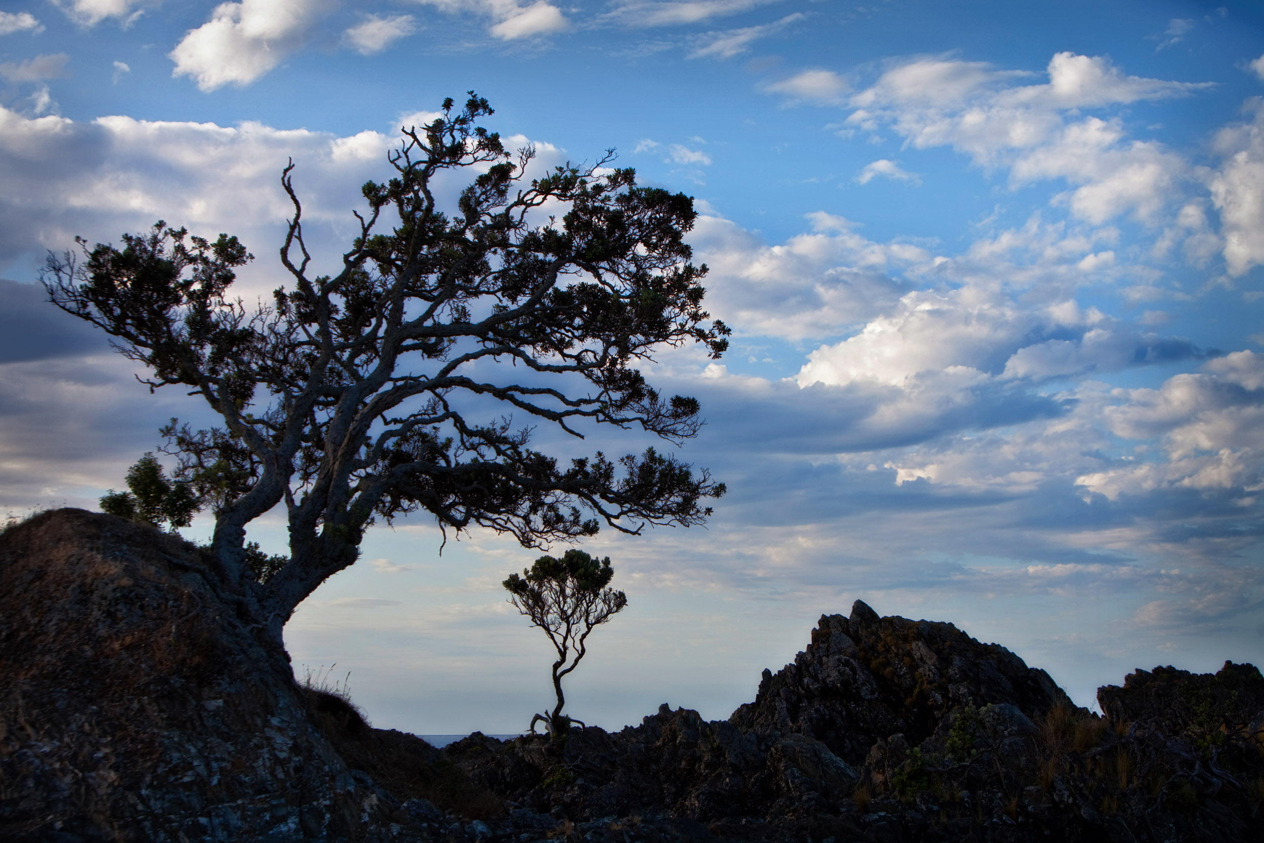 Barely-anchored trees erupt from lava rock