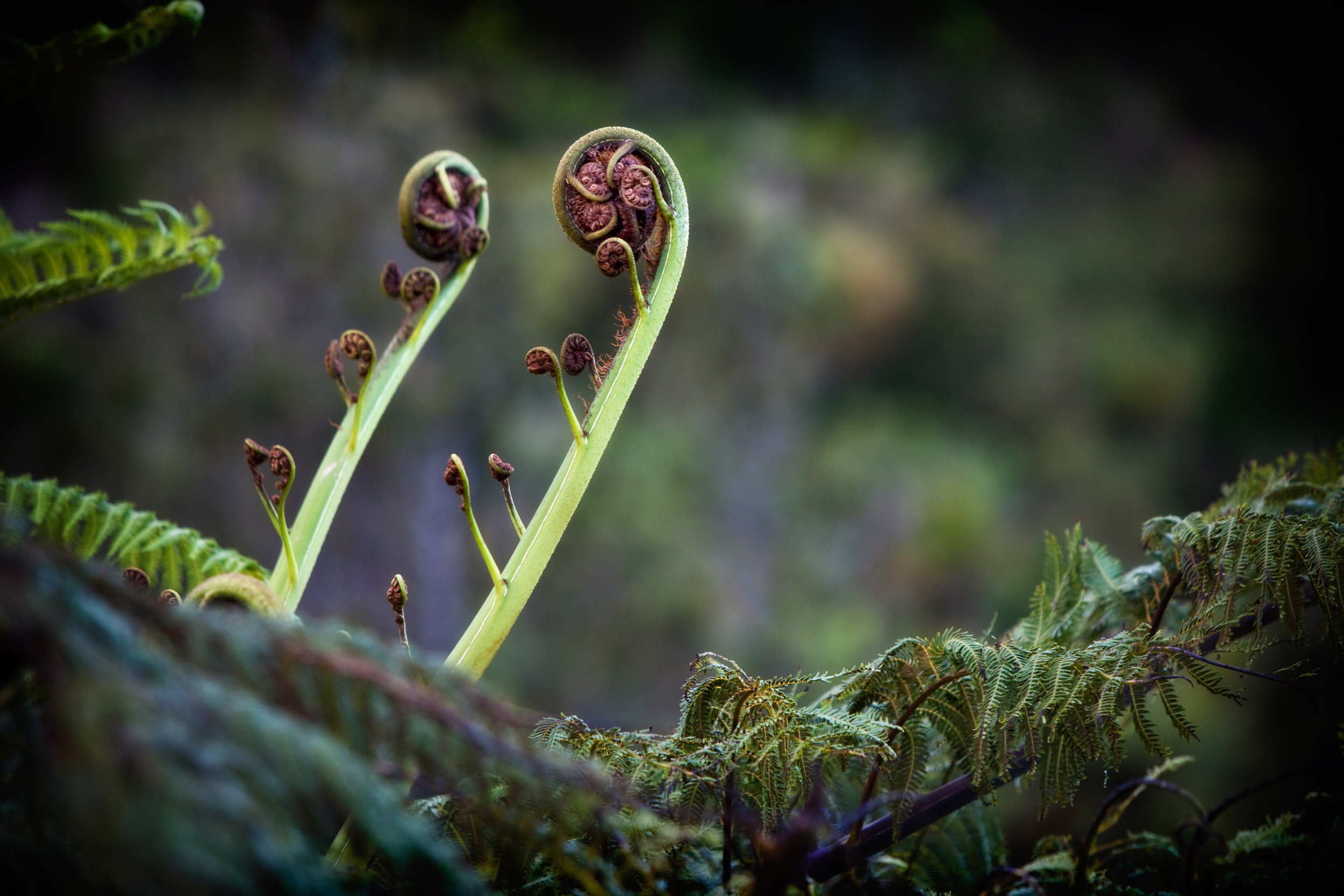 Silver fern reach skyward in a New Zealand forest