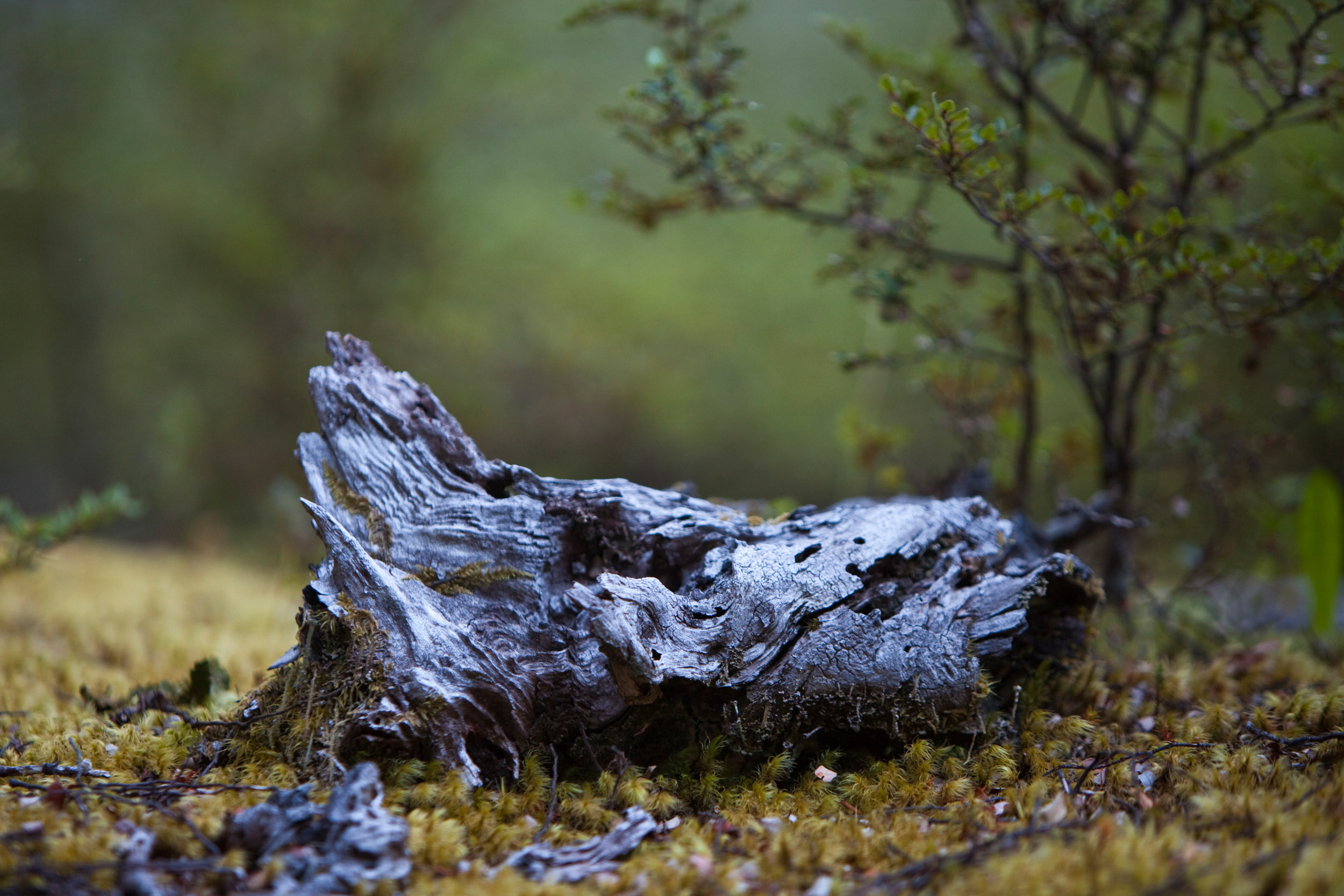 A piece of driftwood slowly becomes home to forest moss