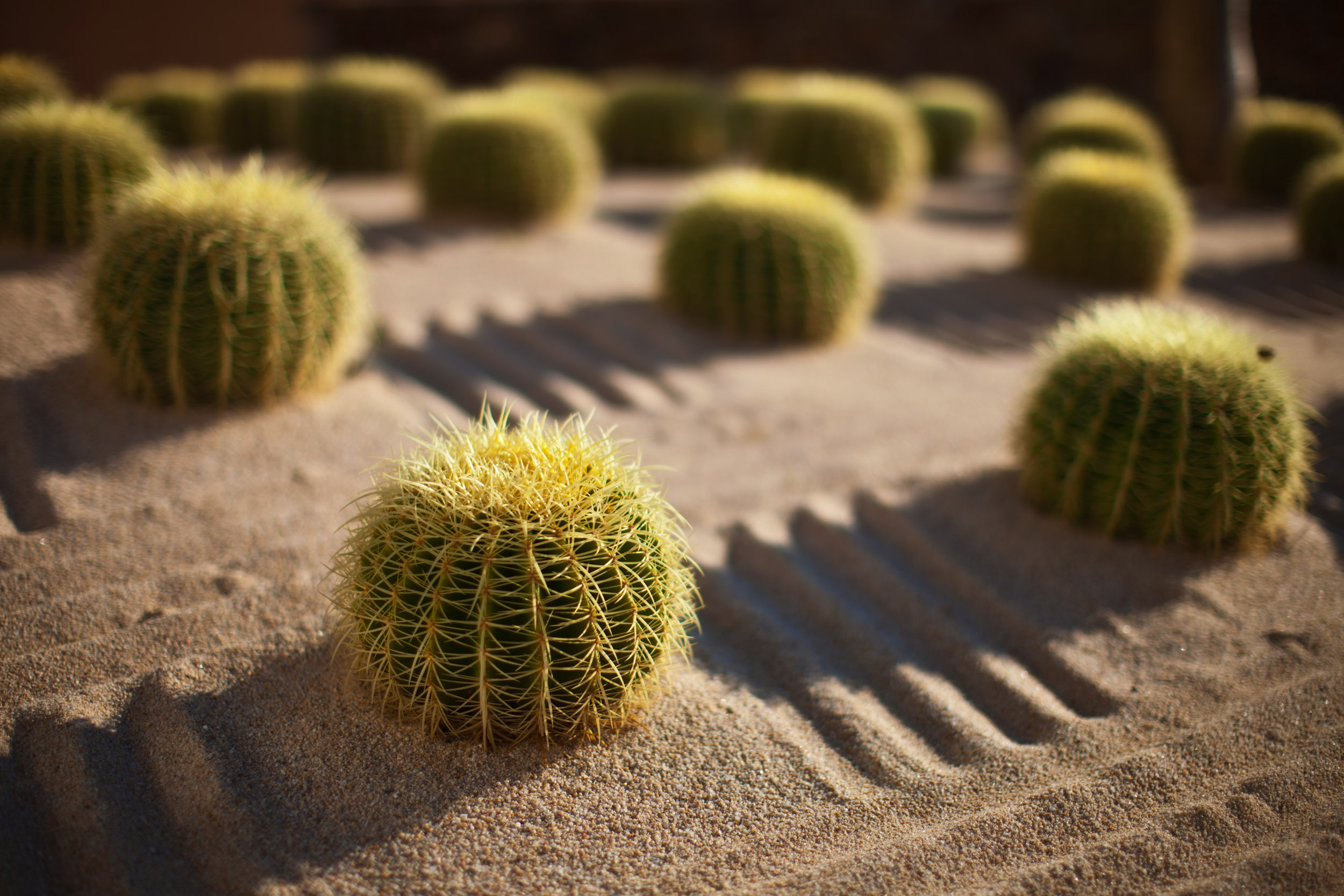 Squat cacti line up in formation to greet passing guests