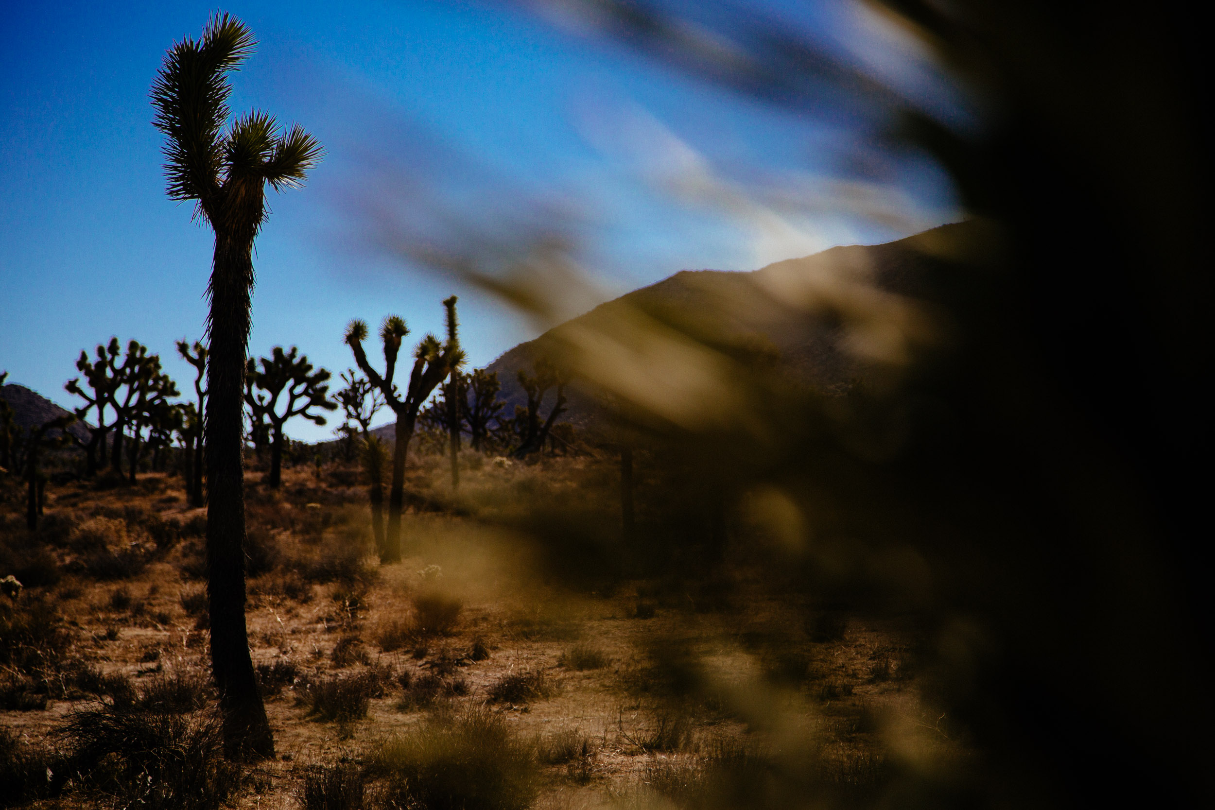 Joshua Trees litter the landscape, waiting patiently for the next rainfall
