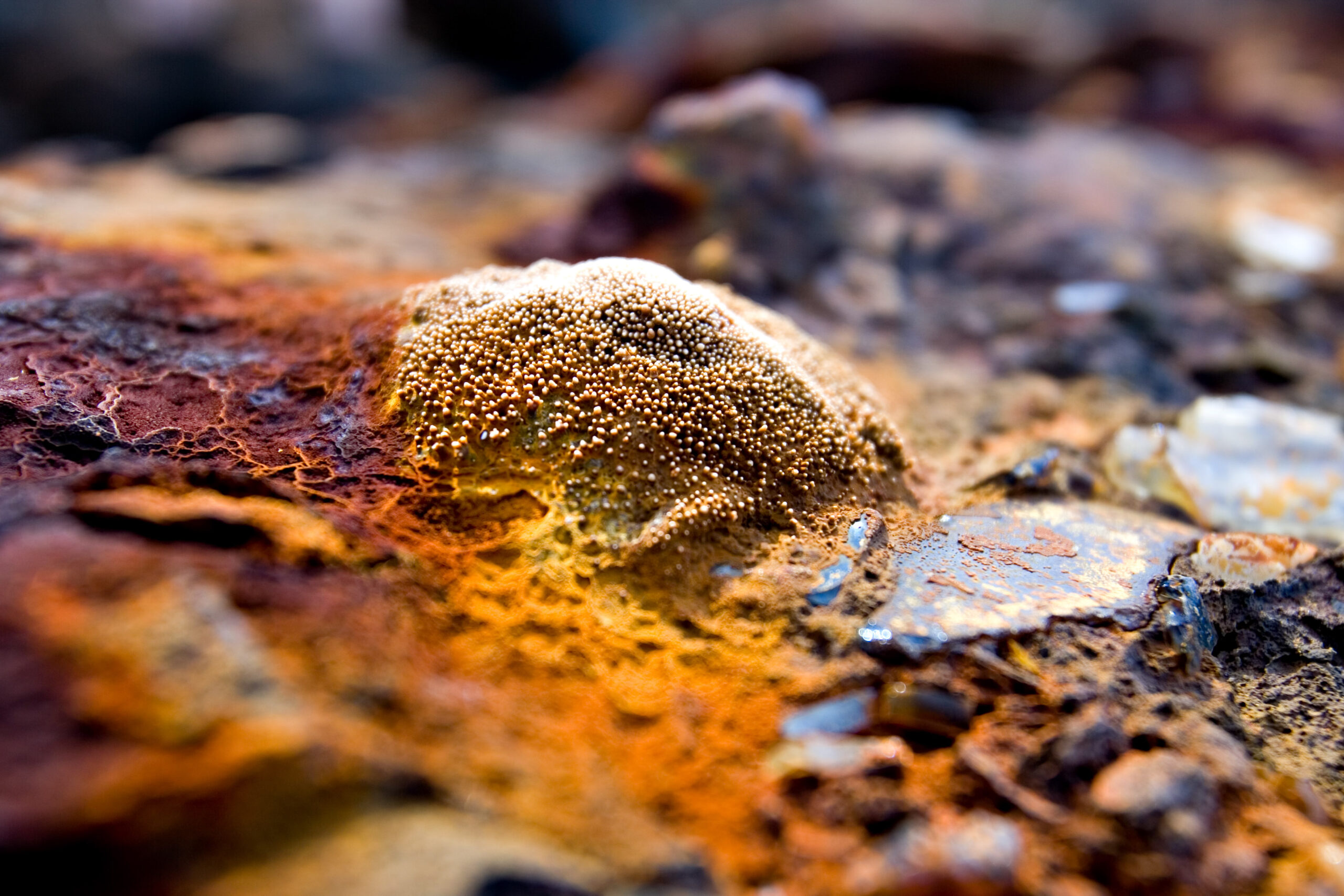 Close-up of a combination of rust and organic matter in a metal dump on the SW end of Kauai