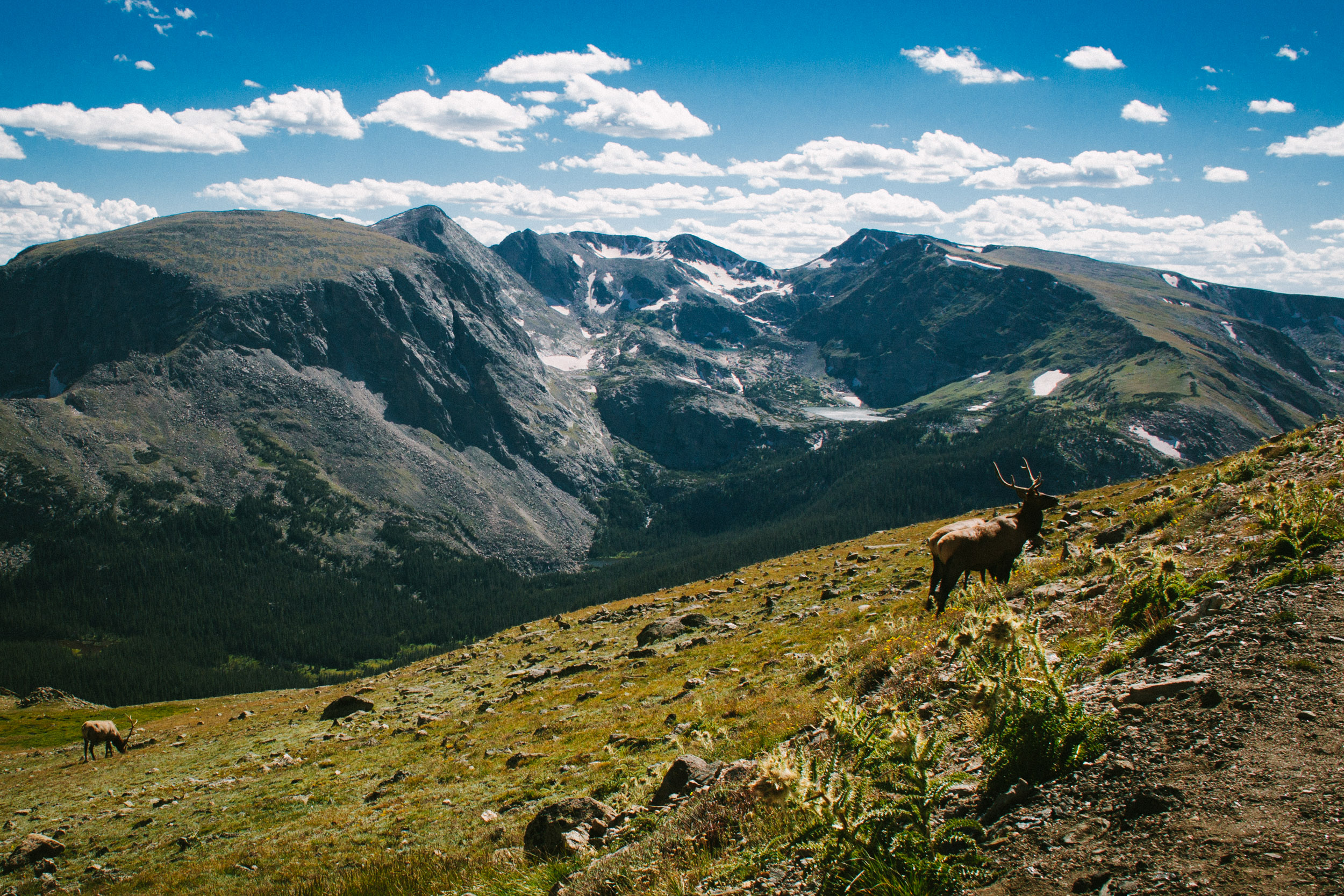 A pair of elk graze along the mountainside in Rocky Mountain National Park