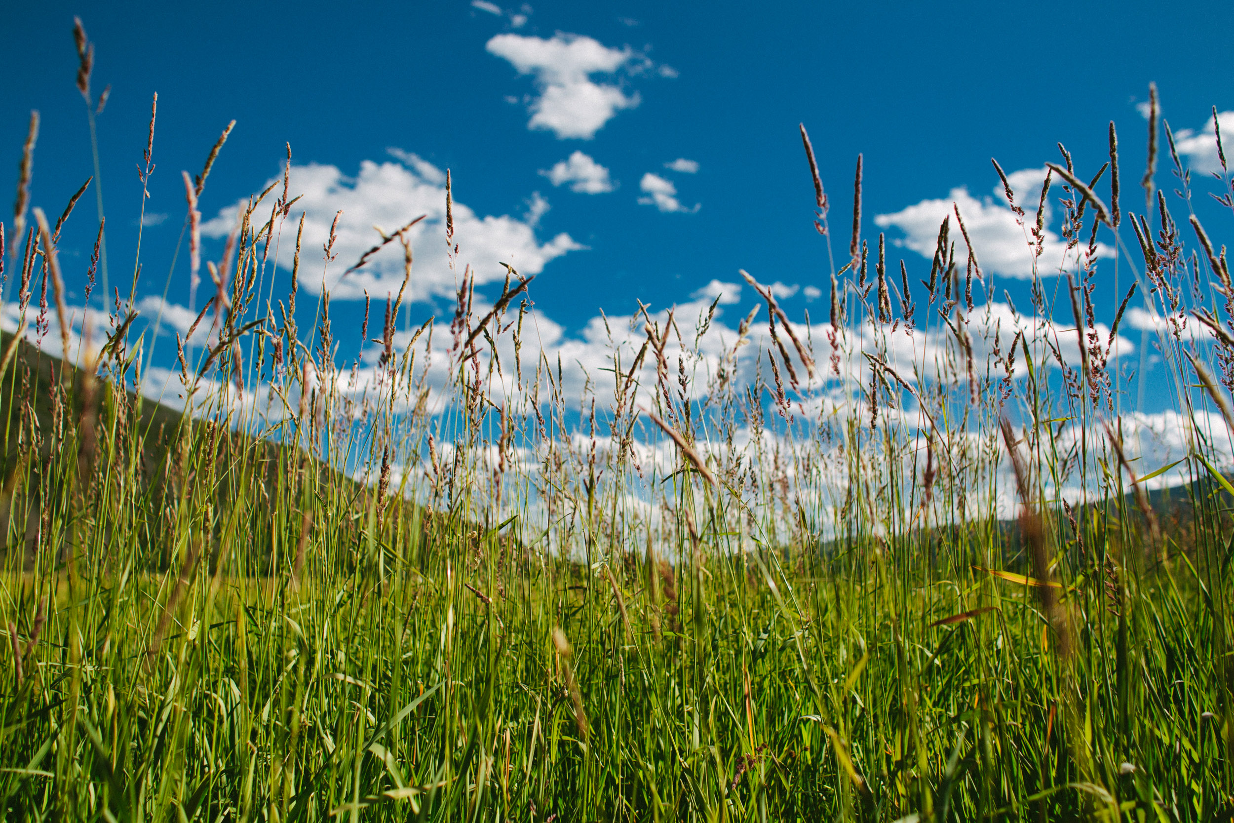 Shafts of wheat flap lazily in the afternoon breeze in Rocky Mountain National Park